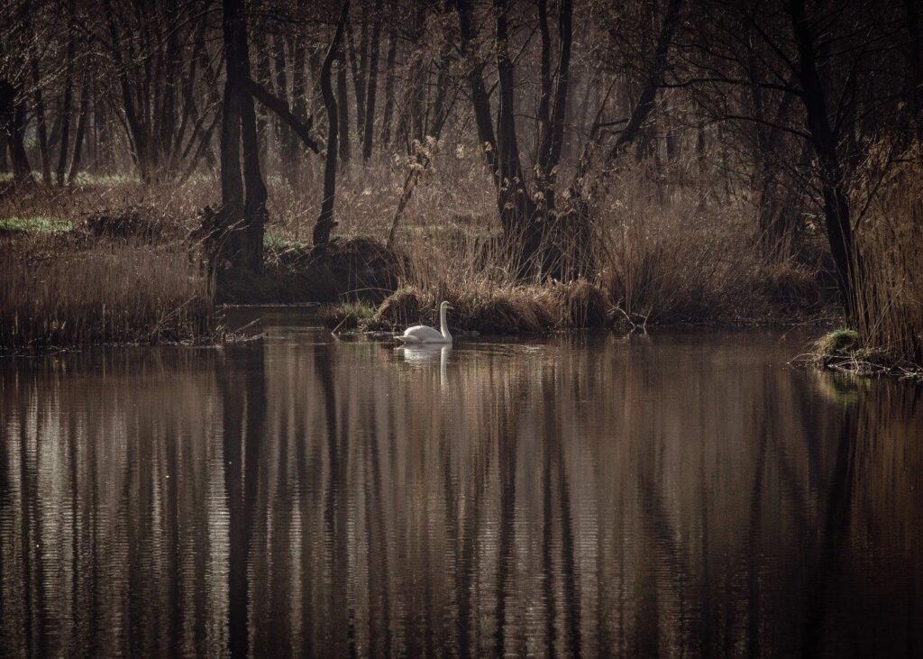 Grudziądz foto BF (1)